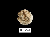 藏品(扭口偏口蛤)的圖片